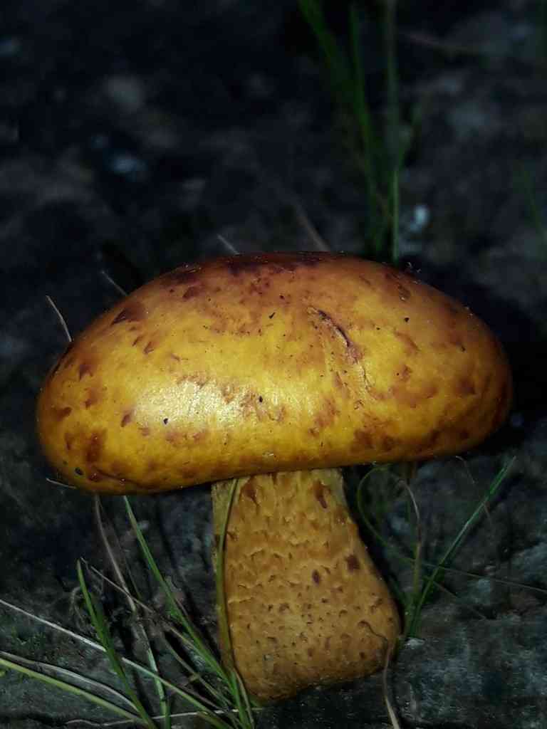 Pholiota lucifera (Pholiota lucifera) thumbnail 1