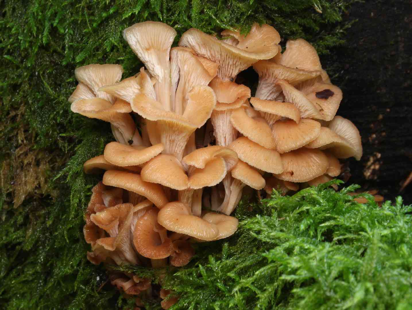 Aniseed cockleshell (Lentinellus cochleatus) thumbnail 3