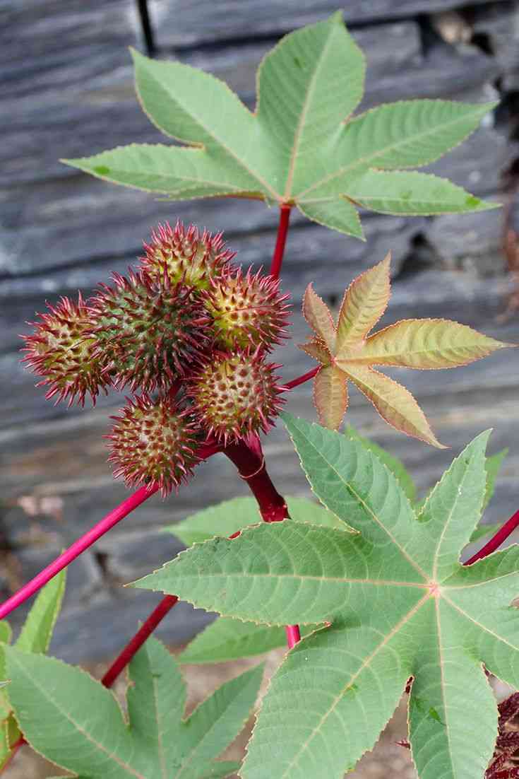 Castor bean