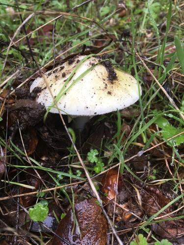 Death cap thumbnail 2