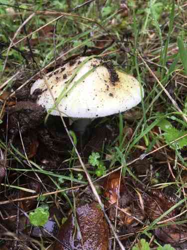 Death cap (Amanita phalloides) thumbnail 2