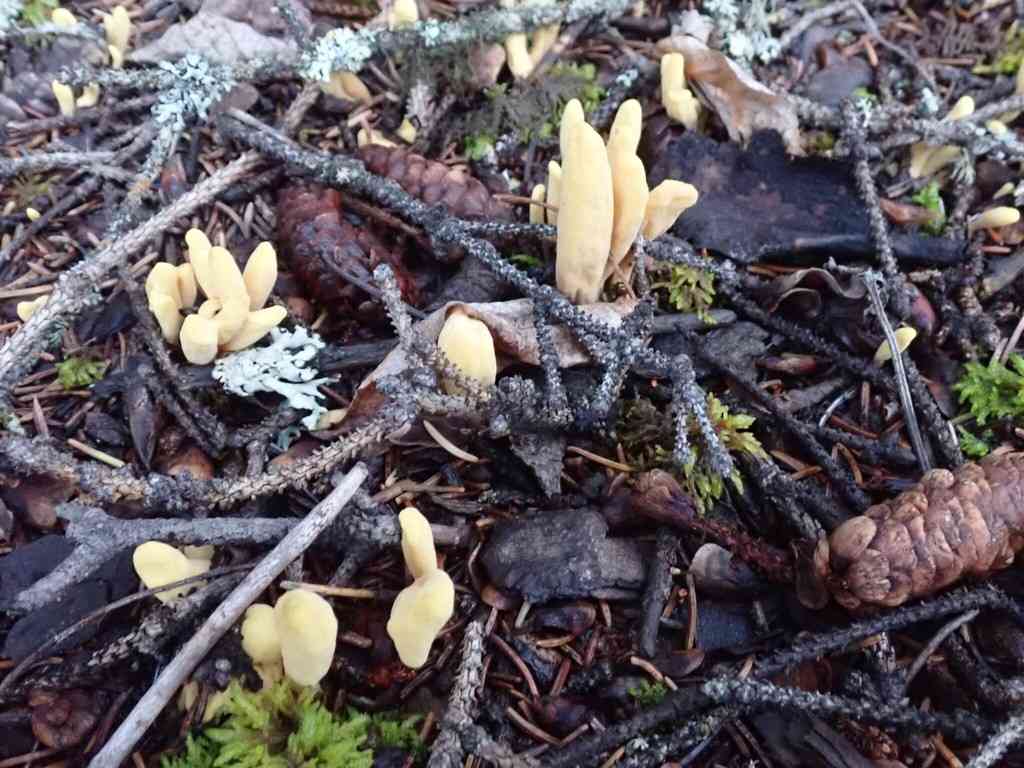 Clavariadelphus sachalinensis (Clavariadelphus sachalinensis) thumbnail 1