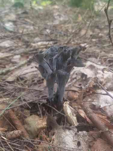 Horn of plenty (Craterellus cornucopioides) thumbnail 3