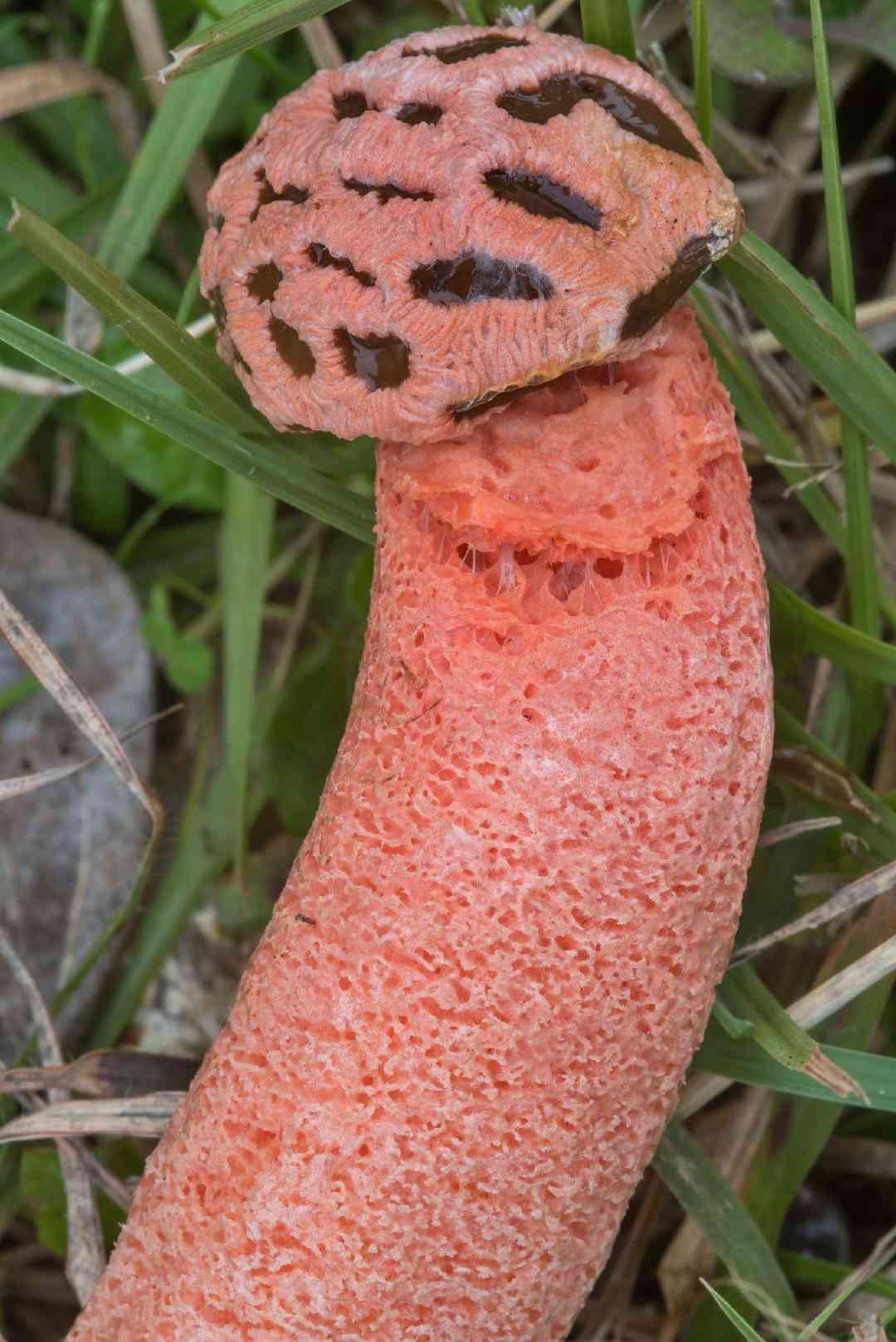 Stalked lattice stinkhorn (Lysurus periphragmoides) thumbnail 1
