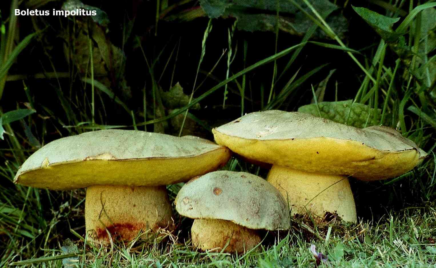 Iodine bolete (Hemileccinum impolitum) thumbnail 3