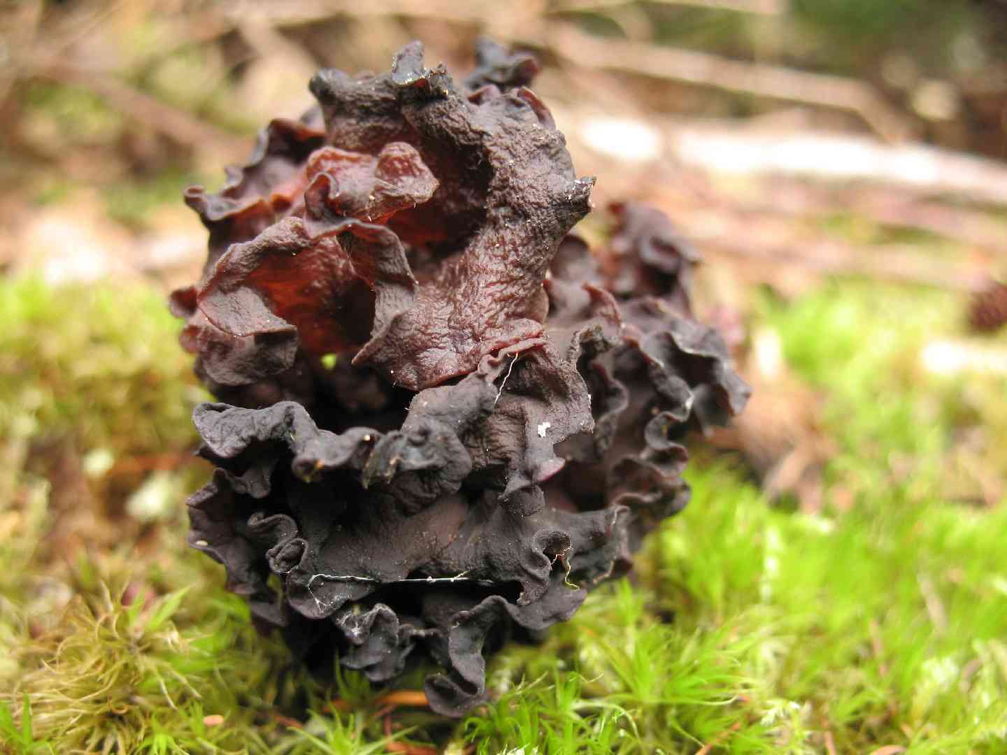Blue chanterelle (Polyozellus multiplex) thumbnail 2
