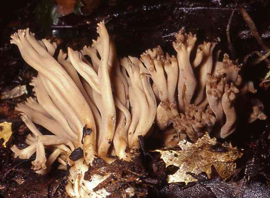 Beige coral fungus