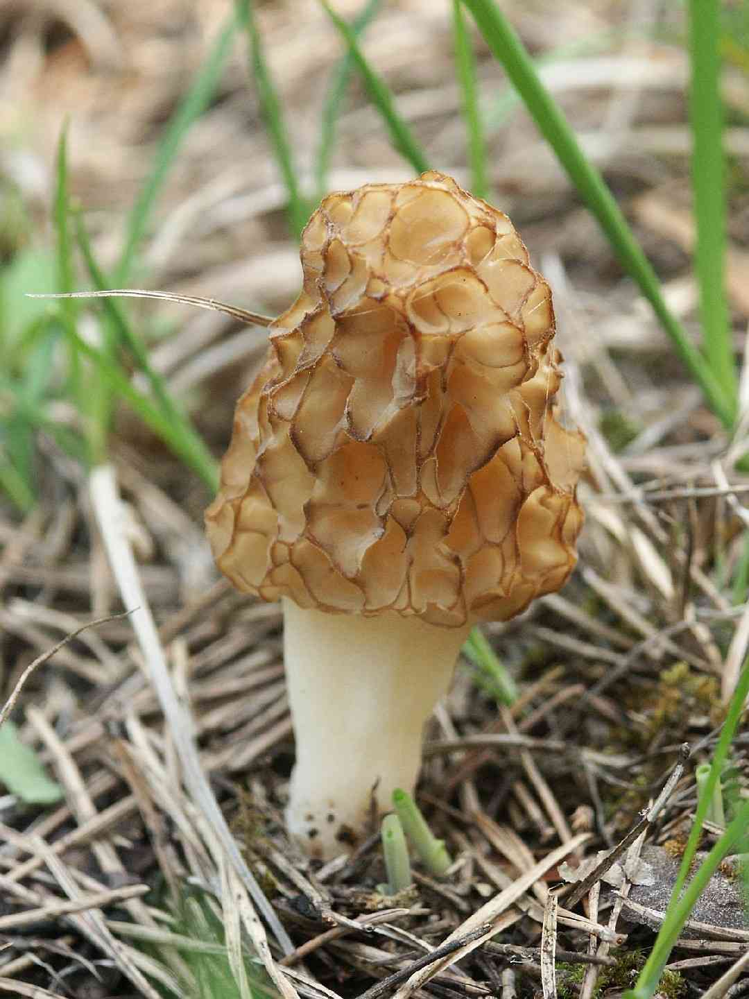 Yellow morel (Morchella esculenta) thumbnail 1