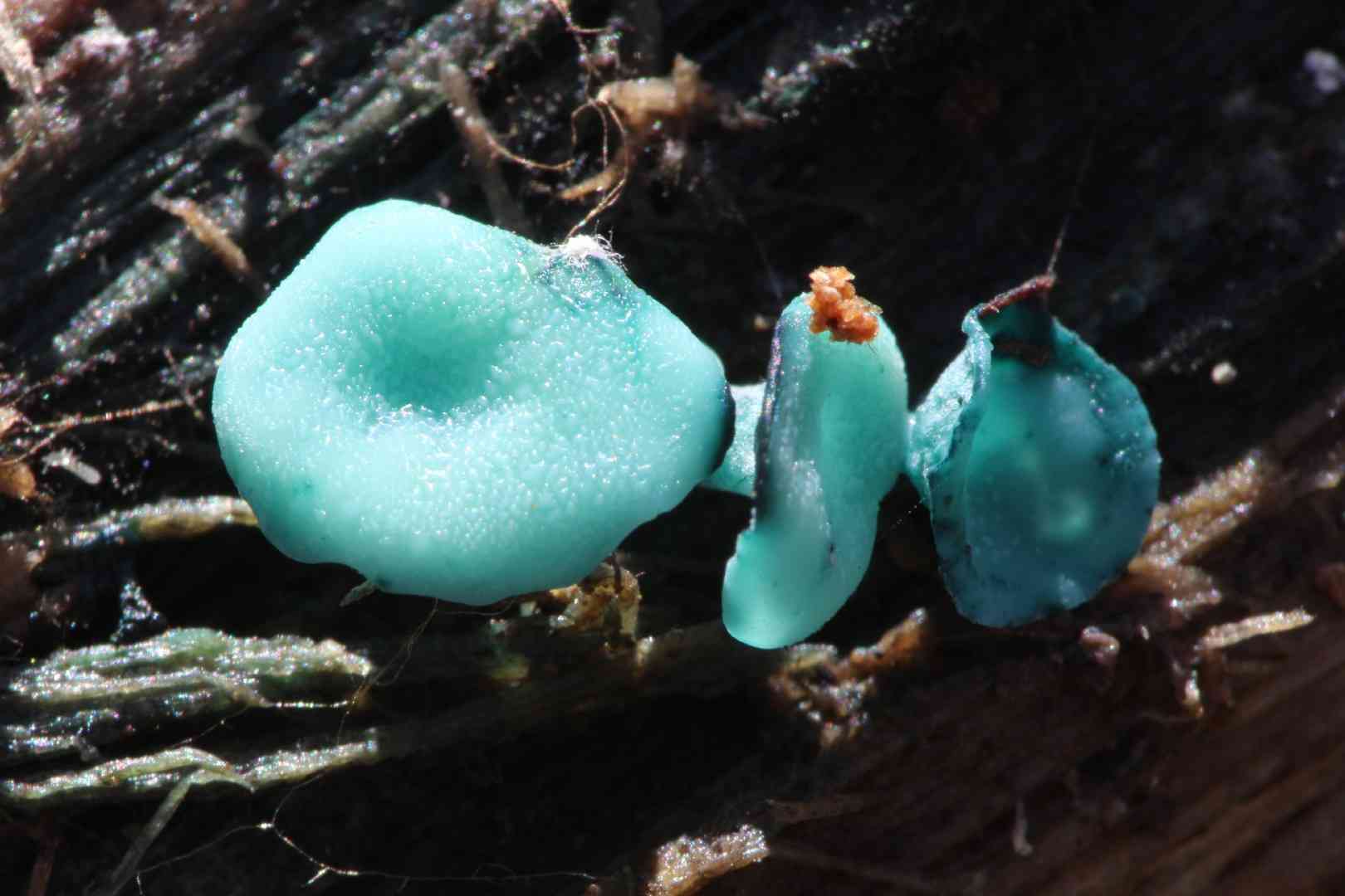 Green wood-cup (Chlorociboria aeruginascens) thumbnail 1