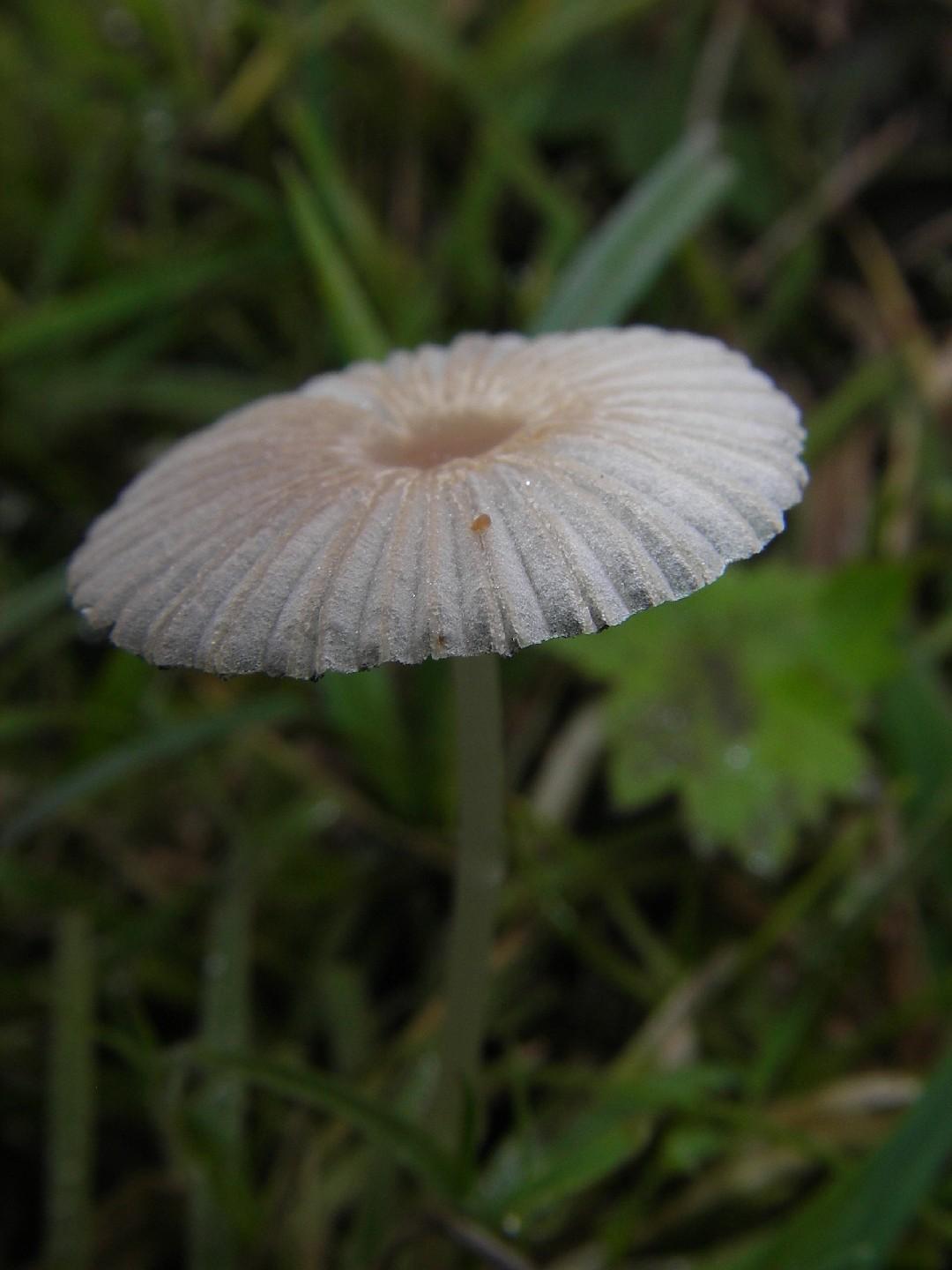 Pleated inkcap thumbnail 3