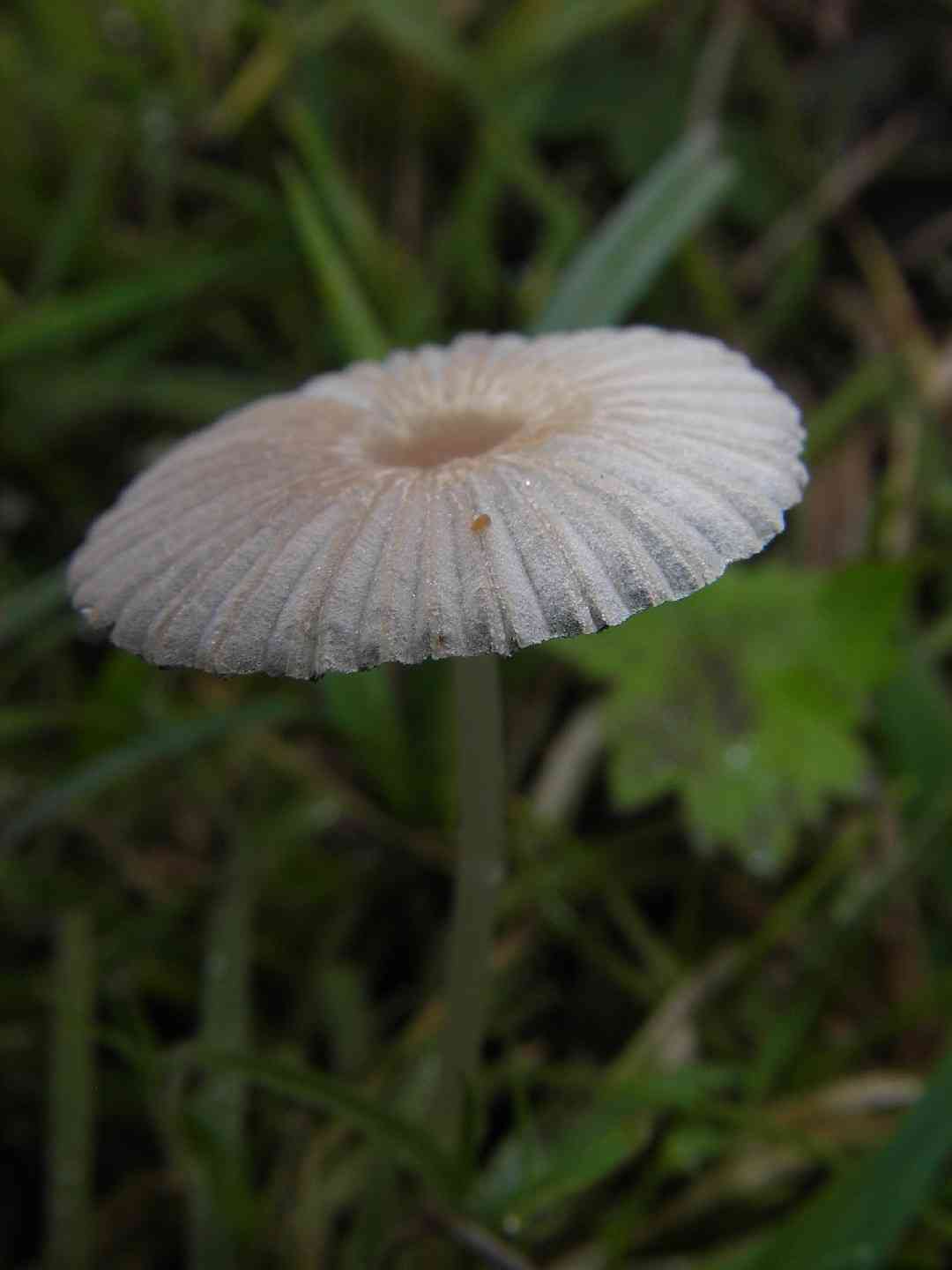 Pleated inkcap (Parasola plicatilis) thumbnail 3