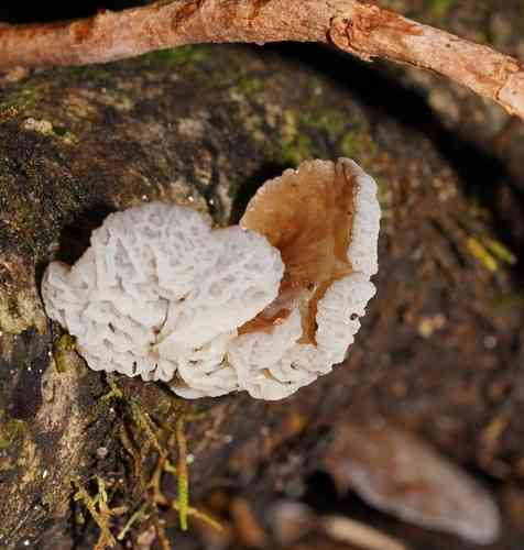 Jelly ear (Auricularia delicata) thumbnail 2
