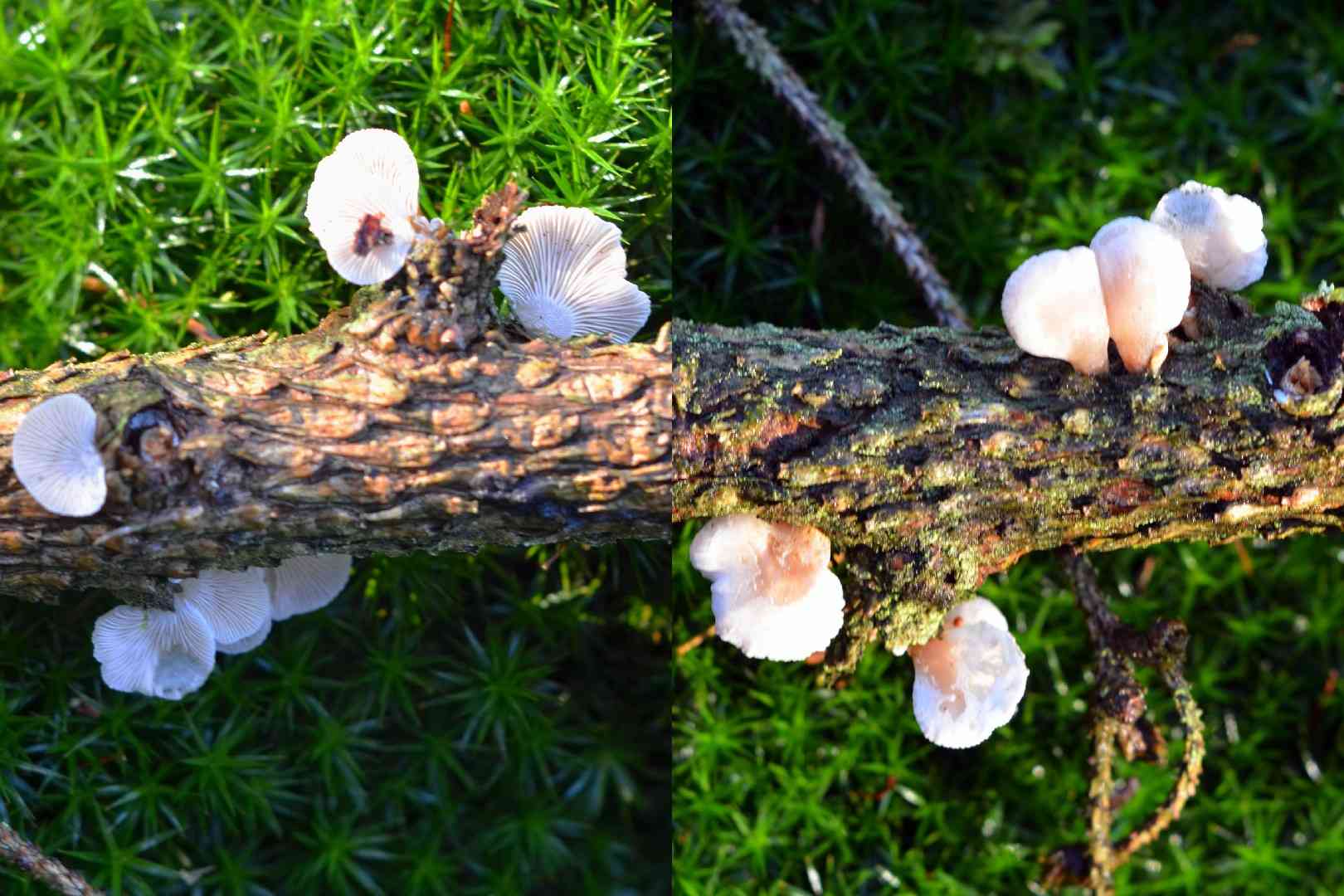 Elastic oysterling (Panellus mitis) thumbnail 1