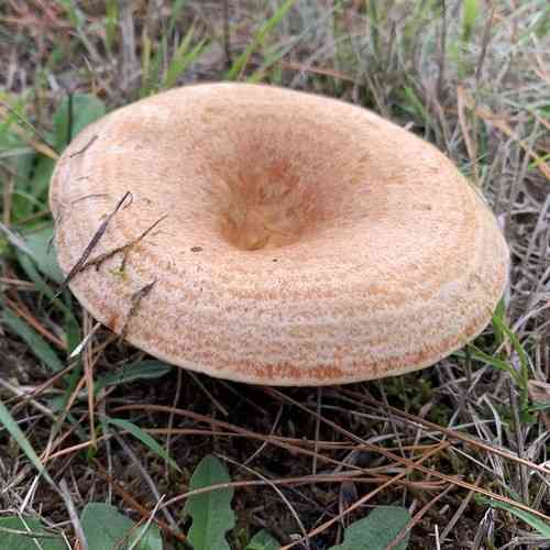 Saffron milk cap (Lactarius deliciosus) thumbnail 3