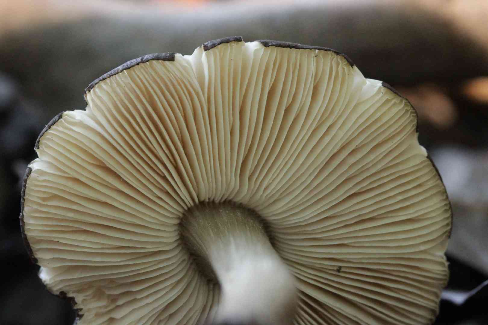 Pluteus podospileus (Pluteus podospileus) thumbnail 1