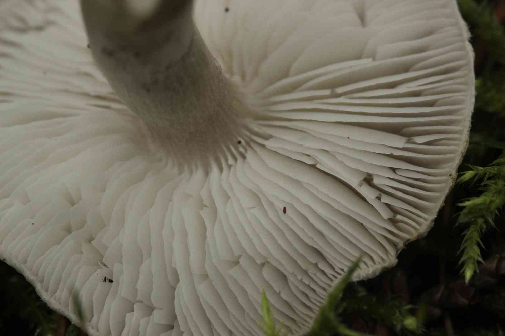 Yellowing knight (Tricholoma scalpturatum) thumbnail 3