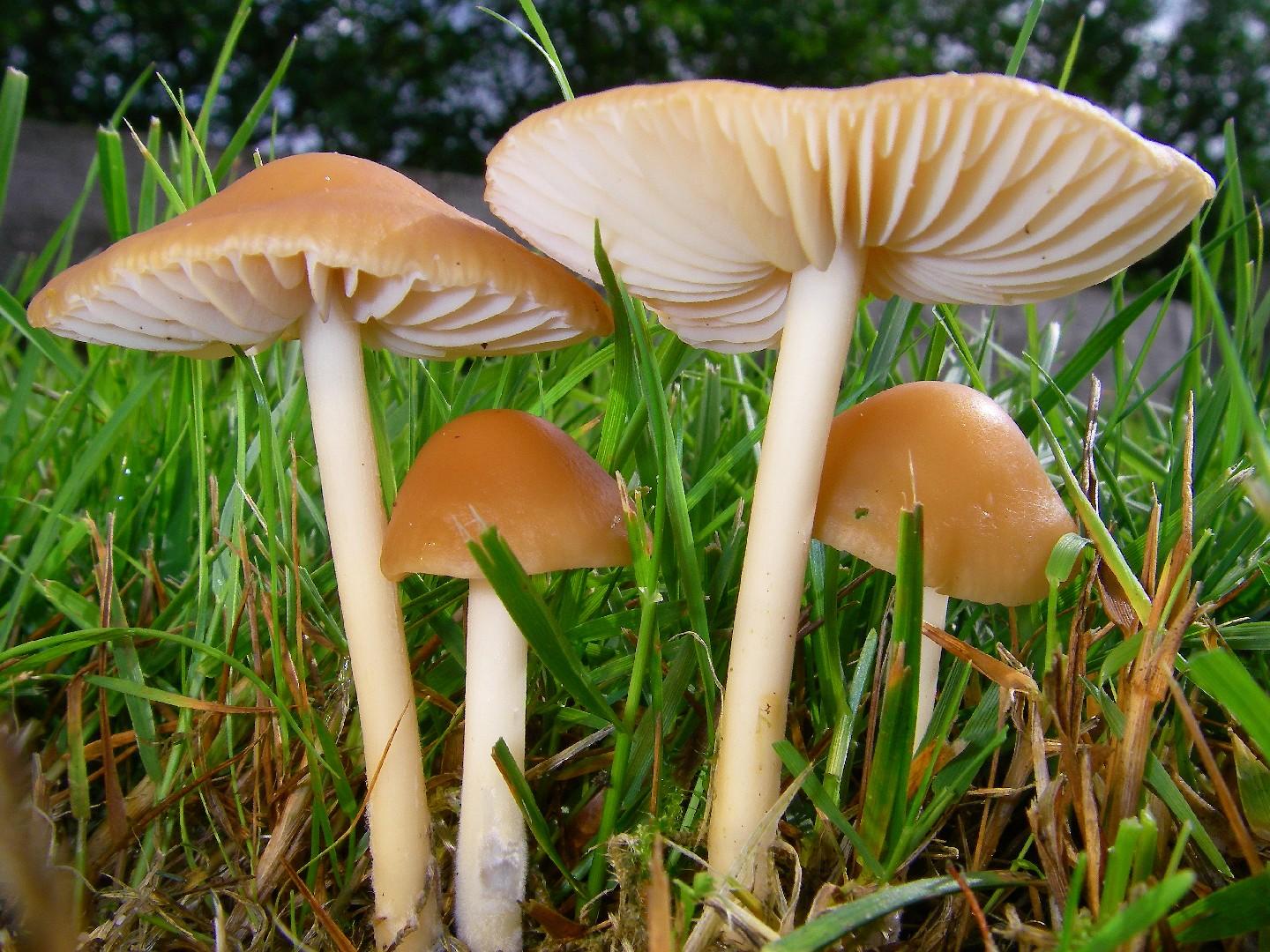Fairy ring mushroom