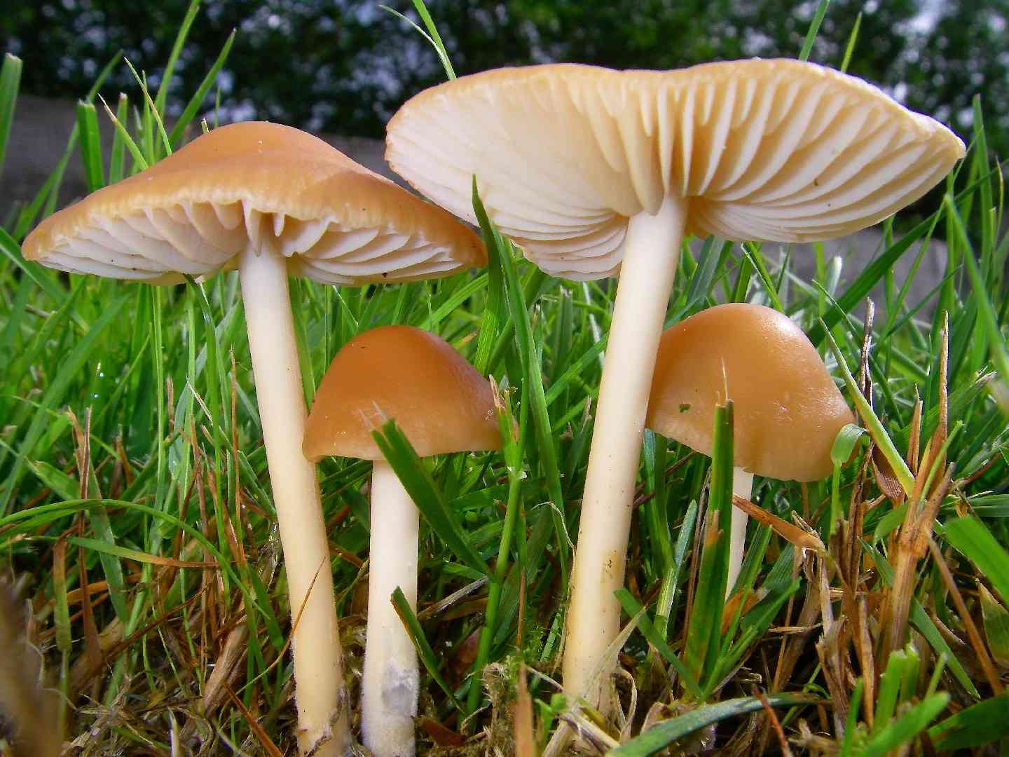 Fairy ring mushroom (Marasmius oreades) thumbnail 1