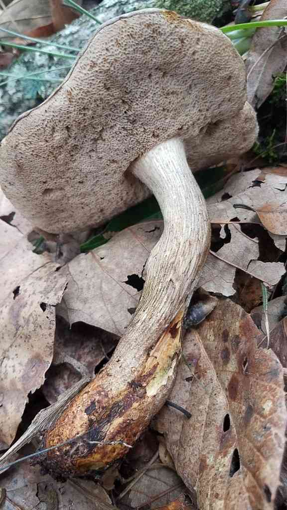 Grey bolete (Retiboletus griseus) thumbnail 3