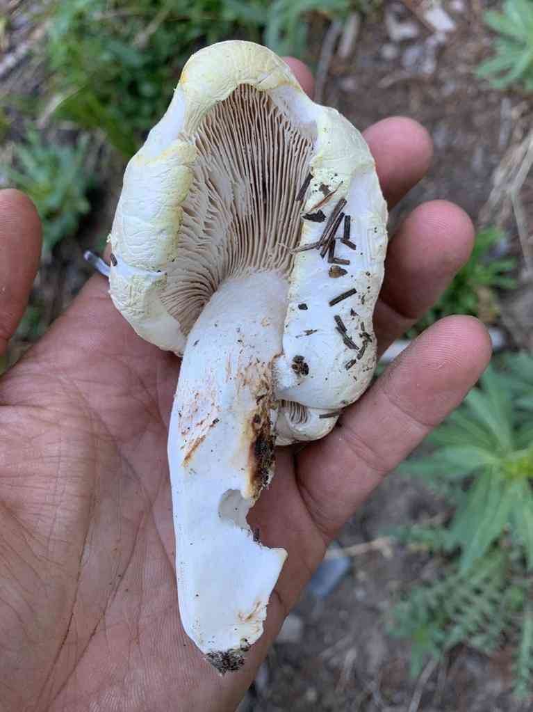 Giant sawgill (Neolentinus ponderosus) thumbnail 2
