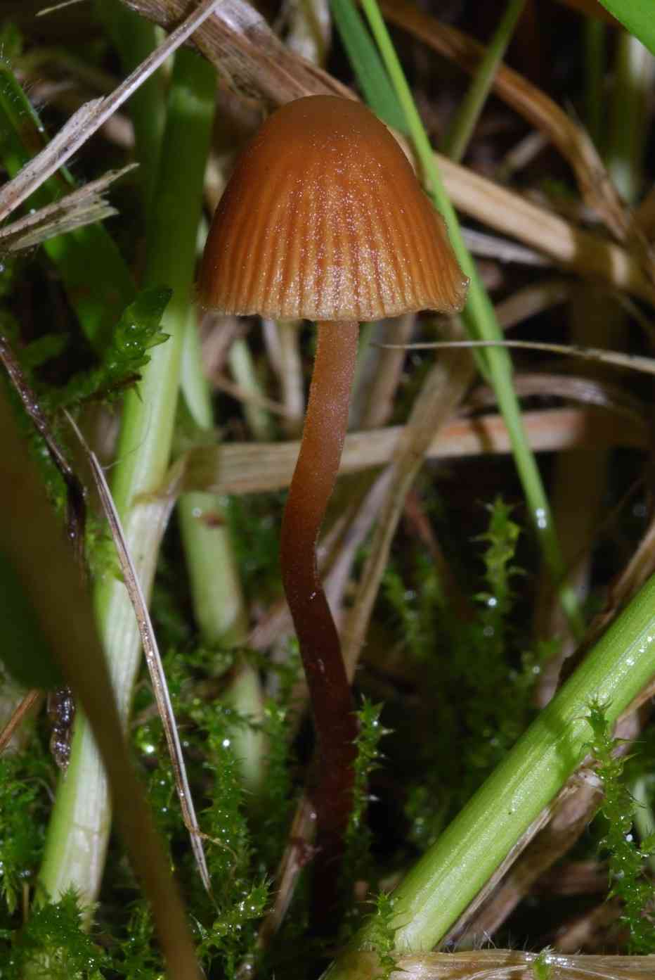Moss bell (Galerina hypnorum) thumbnail 1