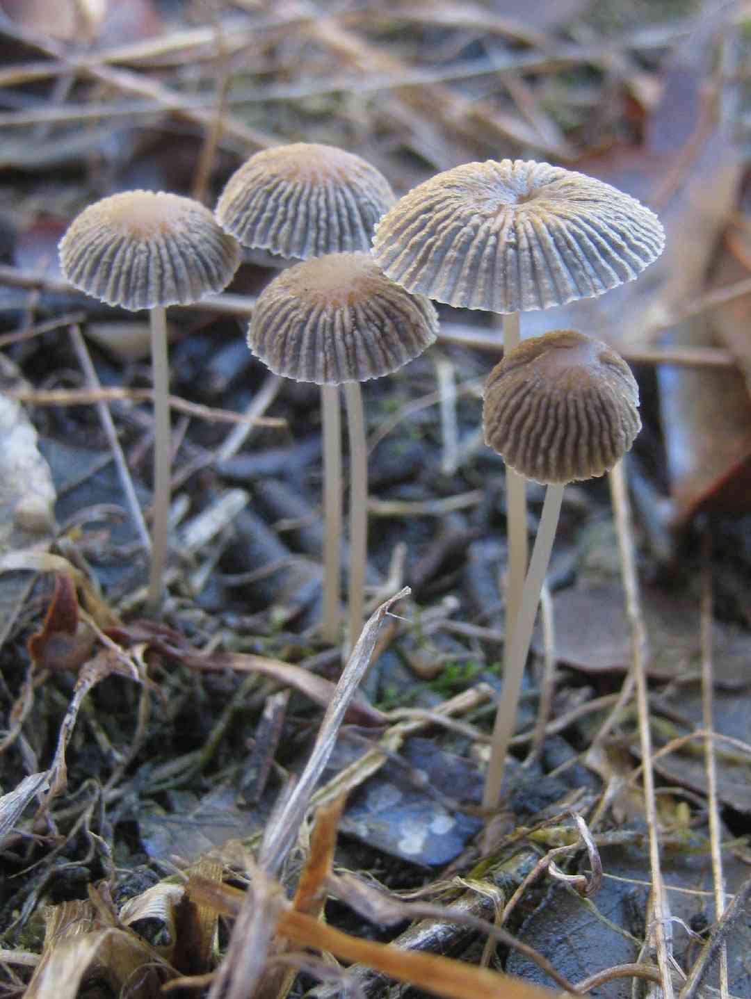 Goldenhaired inkcap (Parasola auricoma) thumbnail 2