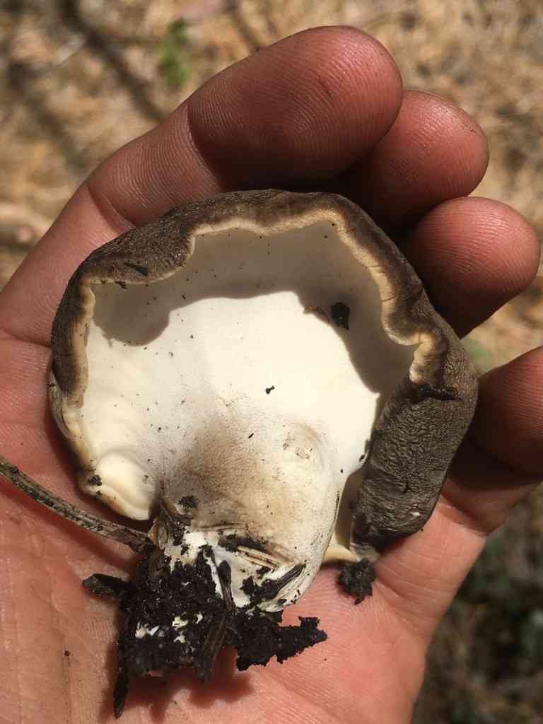 Bitter iodine polypore (Jahnoporus hirtus) thumbnail 3
