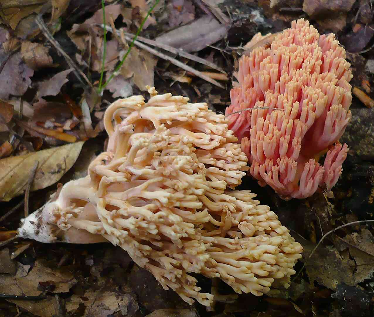 Ramaria neoformosa (Ramaria neoformosa) thumbnail 1
