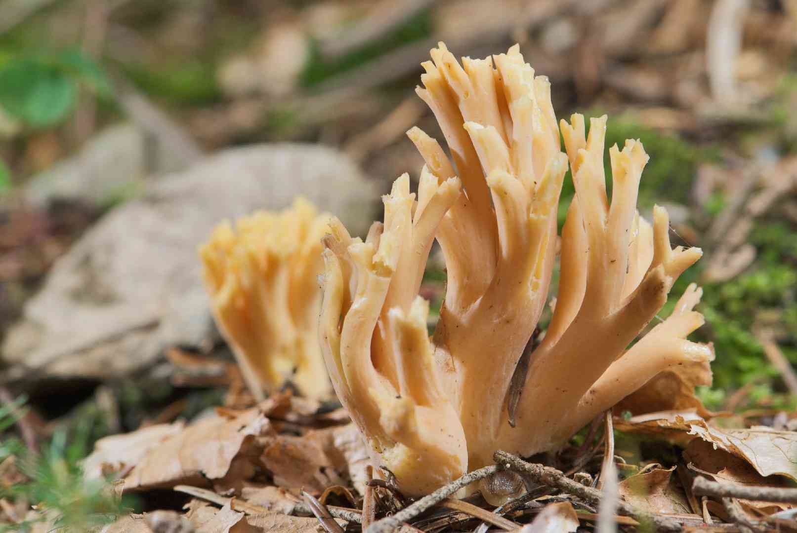 Changle (Ramaria flava) thumbnail 1