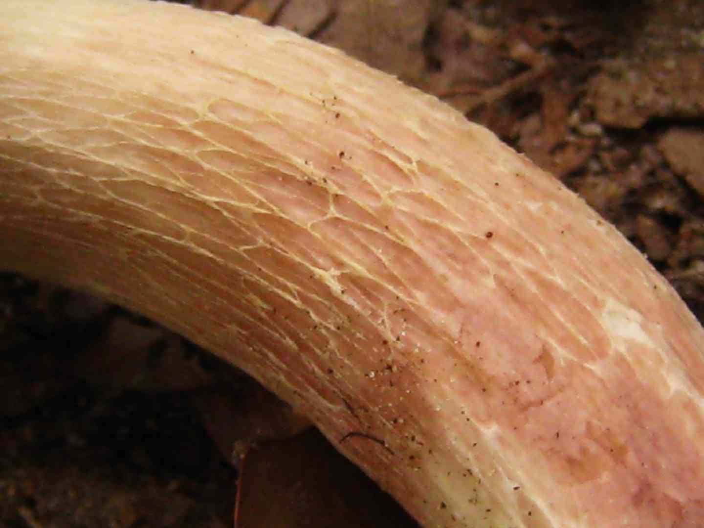 Lilac bolete (Xanthoconium separans) thumbnail 2