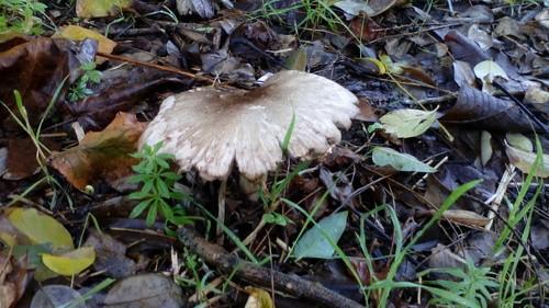 Inky mushroom thumbnail 3