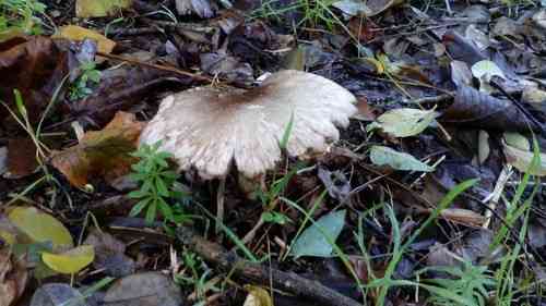 Inky mushroom (Agaricus moelleri) thumbnail 3