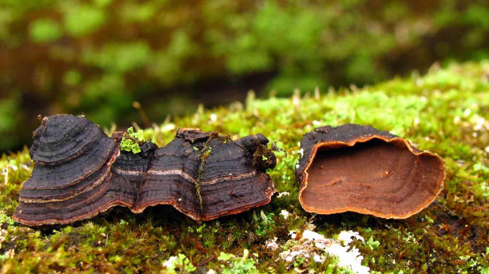 Oak curtain crust (Hymenochaete rubiginosa) thumbnail 1