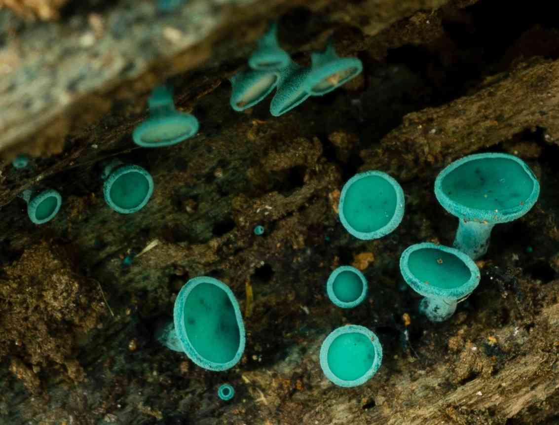 Turquoise elfcup (Chlorociboria aeruginosa) thumbnail 2