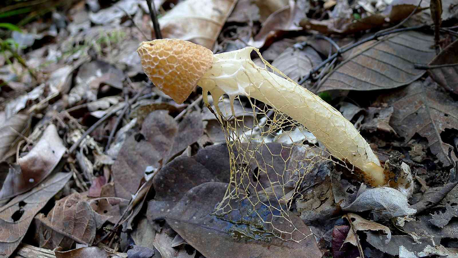 Bridal veil stinkhorn (Phallus indusiatus) thumbnail 3