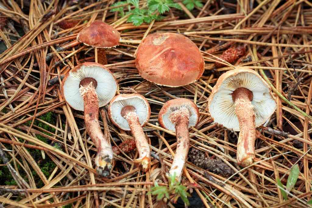 Cystodermella granulosa (Cystodermella granulosa) thumbnail 1