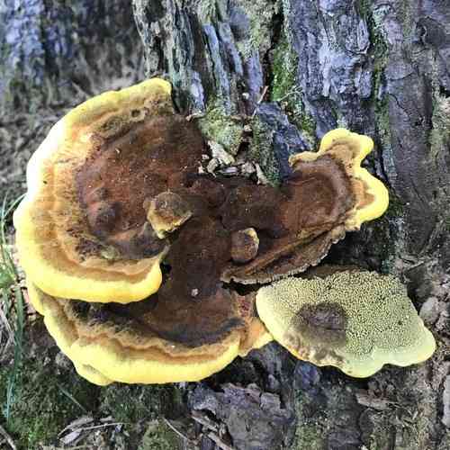 Dyer's polypore (Phaeolus schweinitzii) thumbnail 3