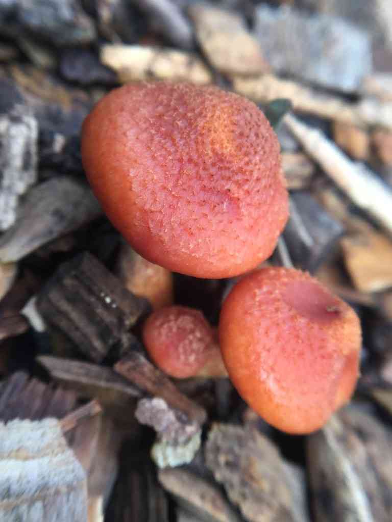 Golden-gilled Gymnopilus (Gymnopilus luteofolius) thumbnail 3