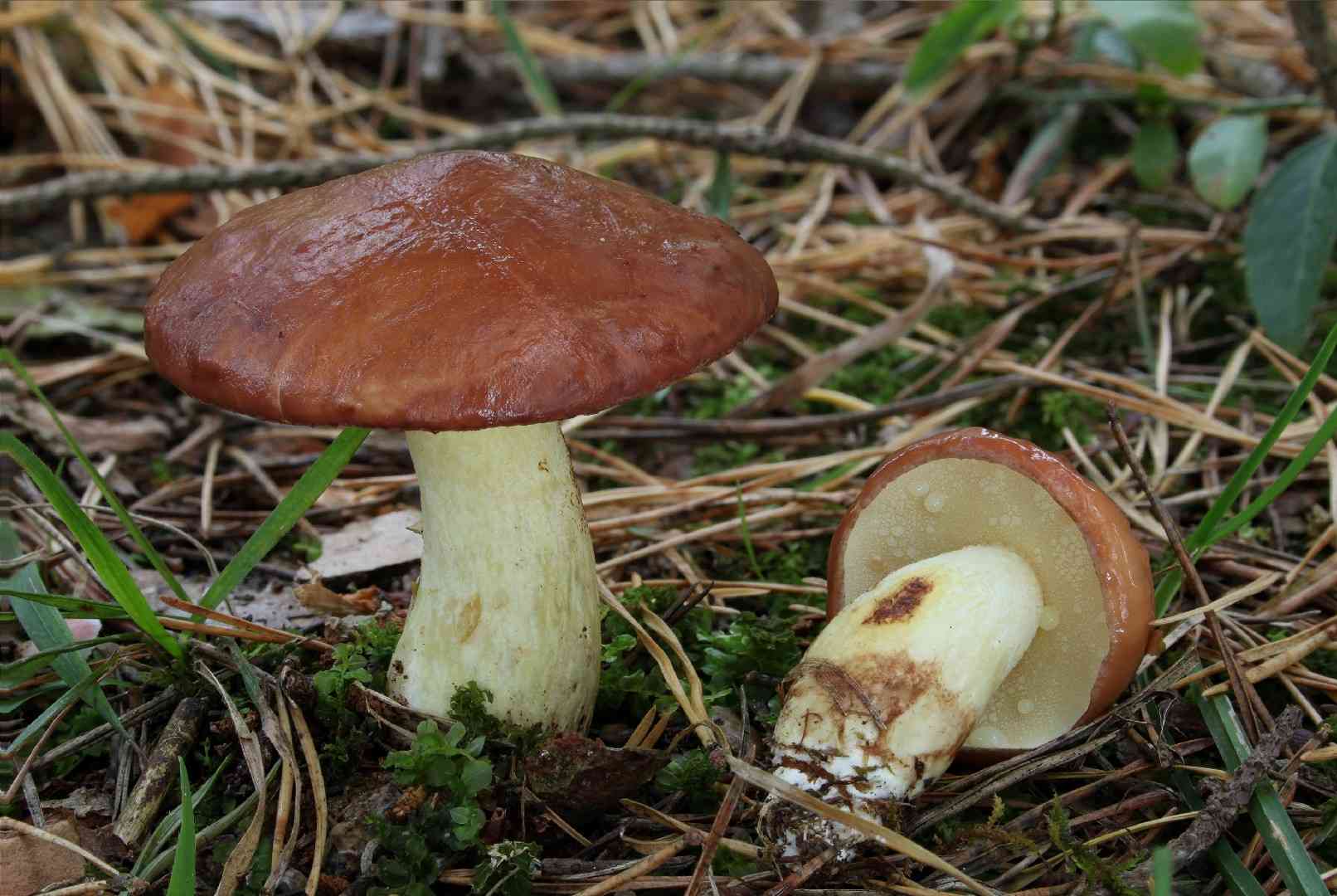 Weeping bolete