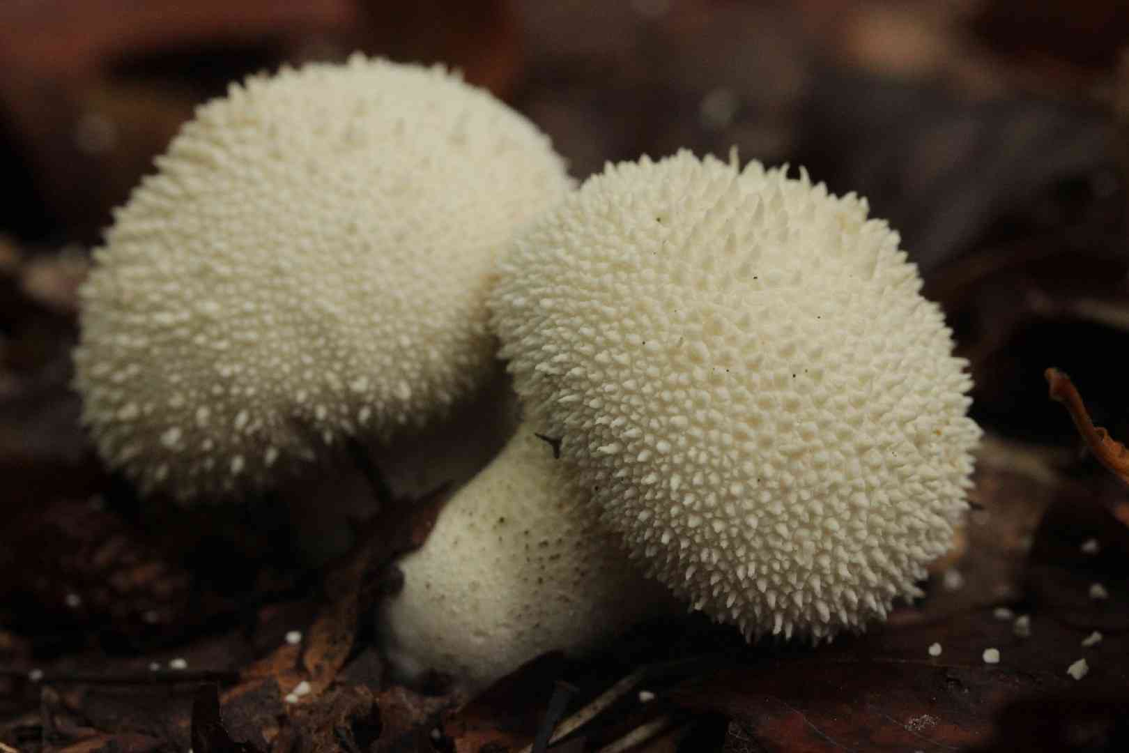 Common puffball (Lycoperdon perlatum) thumbnail 2