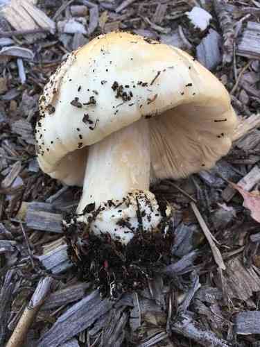 Big sheath mushroom (Volvopluteus gloiocephalus) thumbnail 2