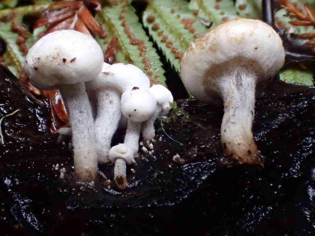 Star bearer (Asterophora lycoperdoides) thumbnail 3
