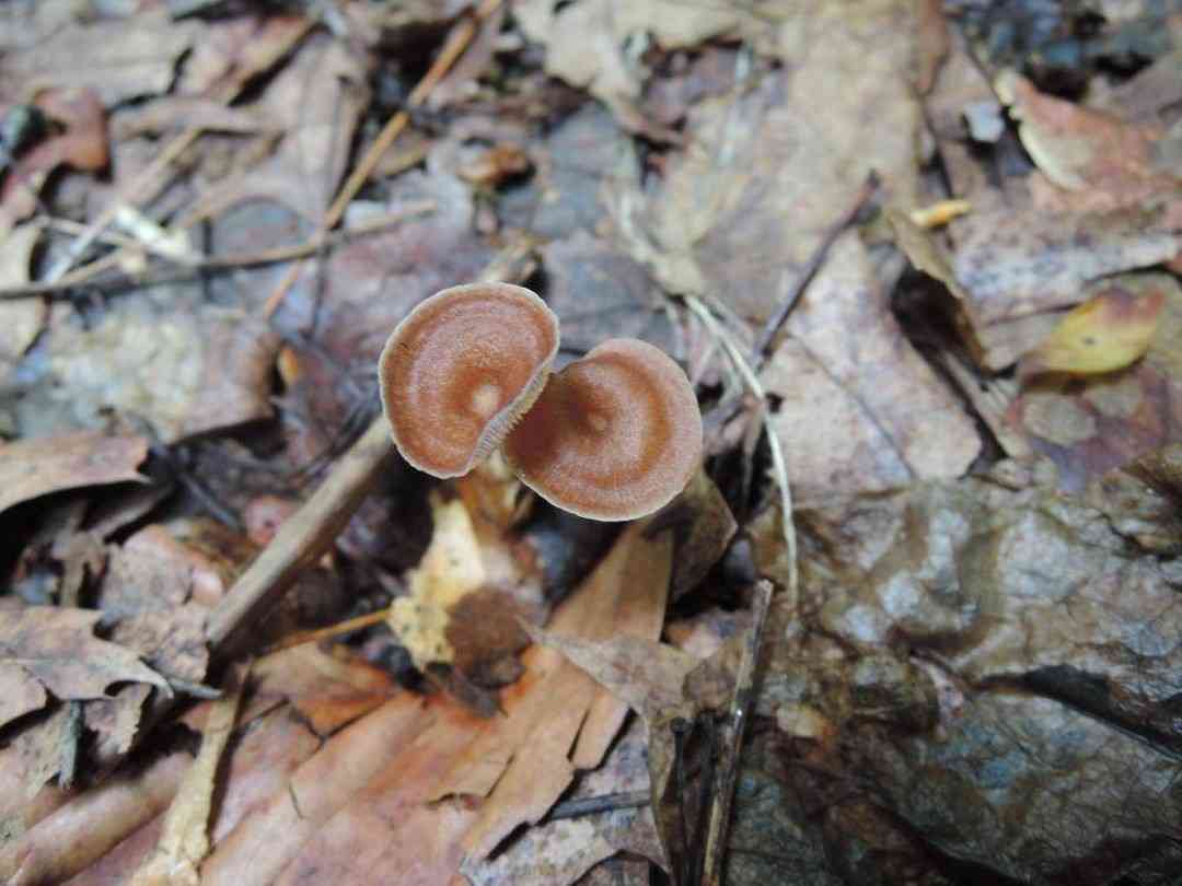 Gymnopus biformis (Gymnopus biformis) thumbnail 3
