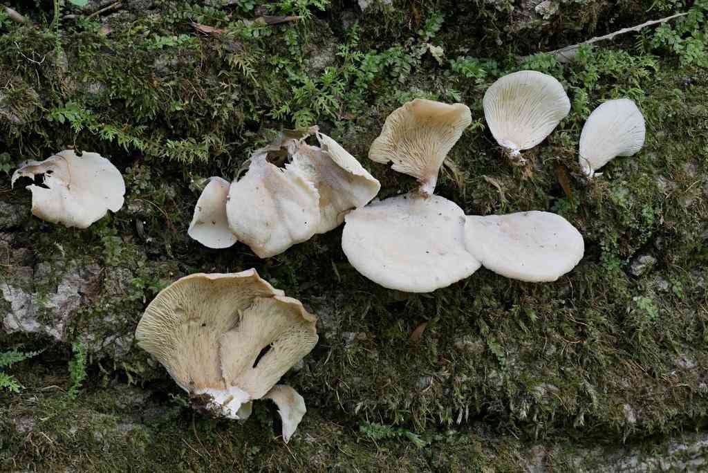 Hohenbuehelia angustata (Hohenbuehelia angustata) thumbnail 2