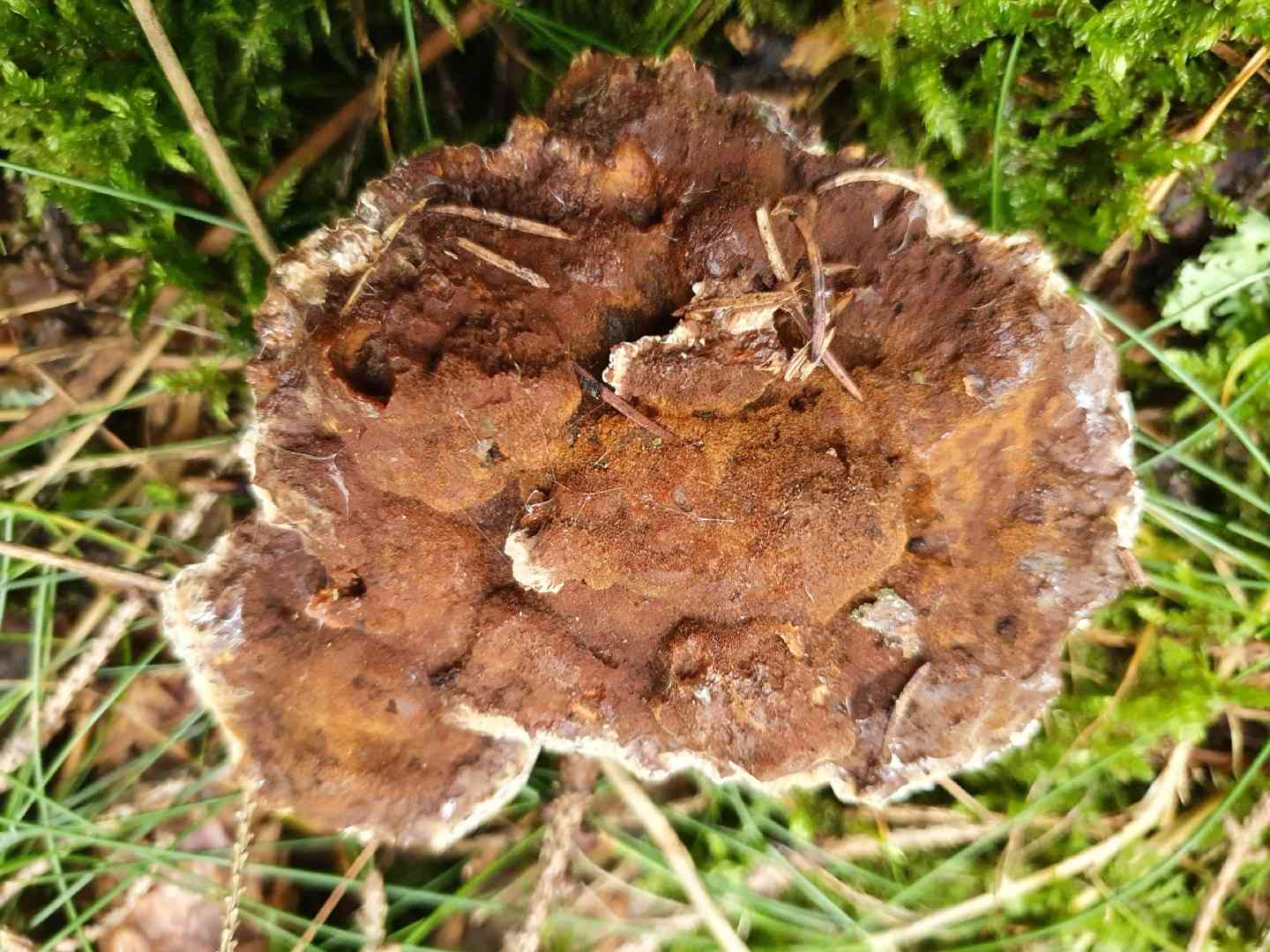 Woolly velvet polypore (Onnia tomentosa) thumbnail 2