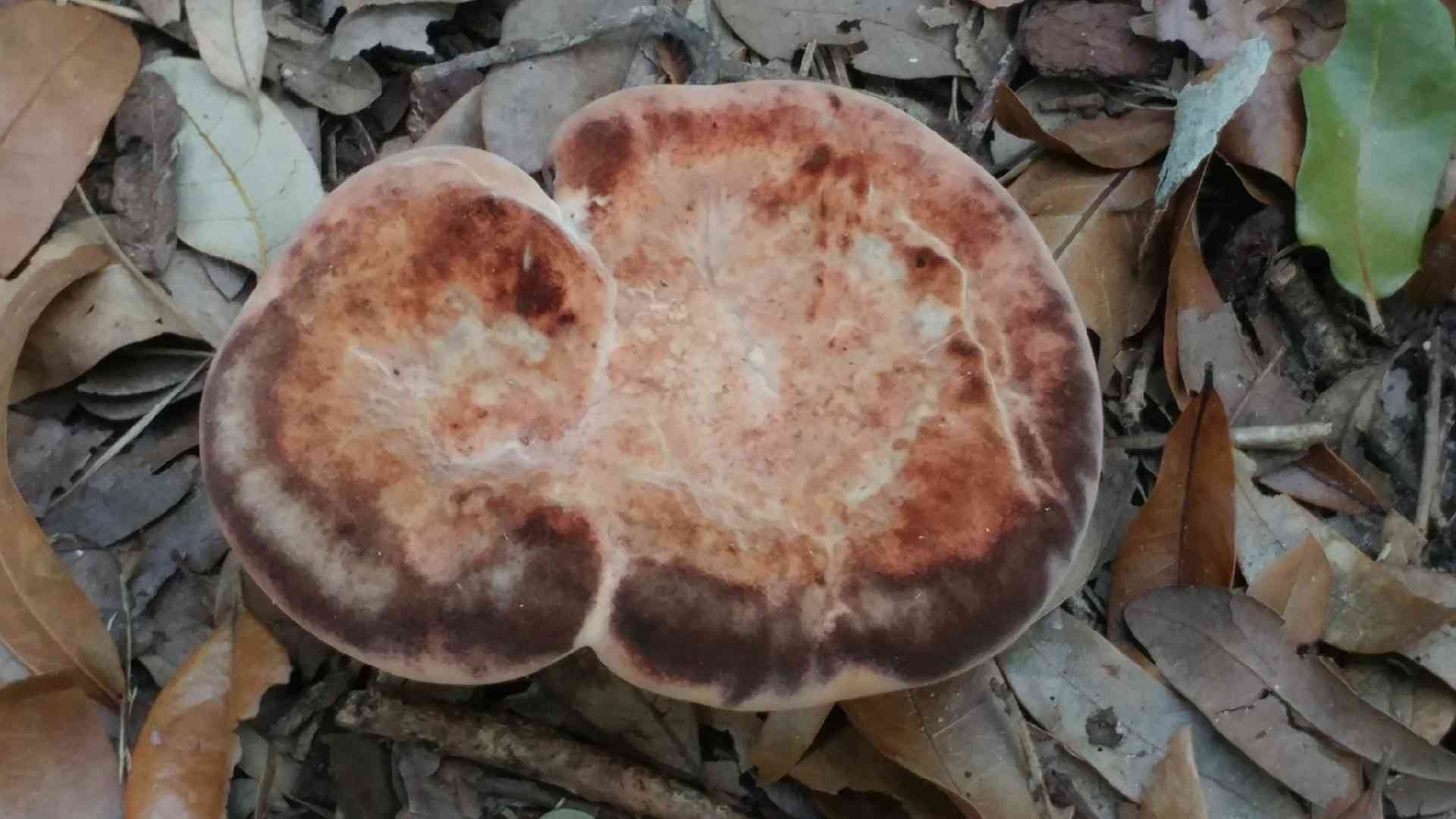 White chicken mushroom (Laetiporus persicinus) thumbnail 2