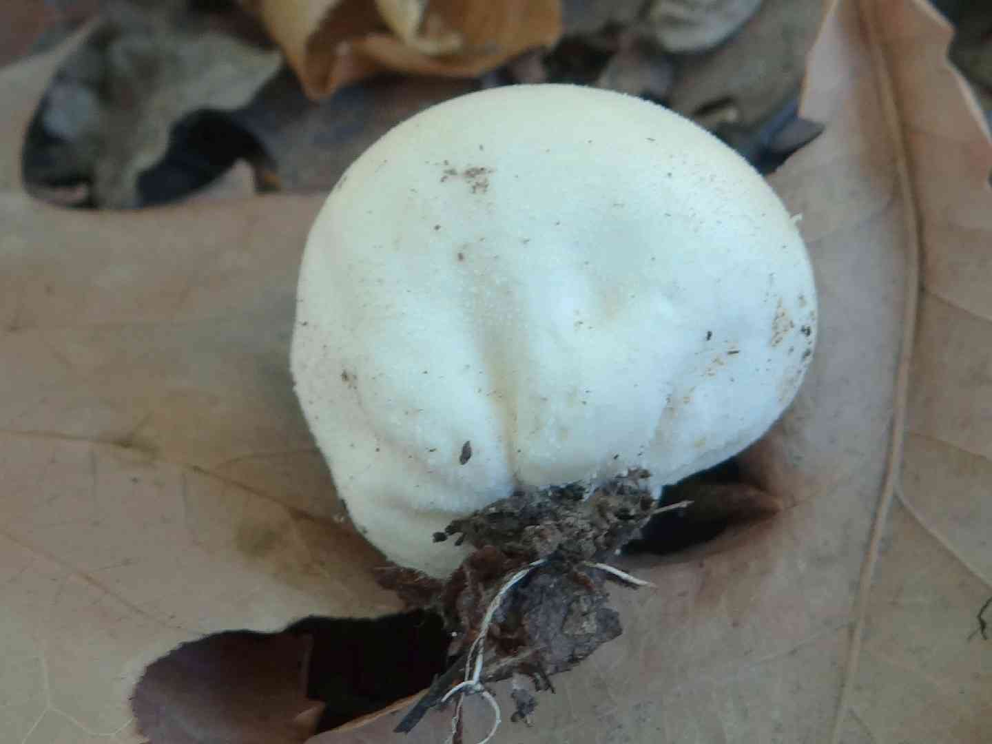 Grey puffball (Bovista plumbea) thumbnail 3