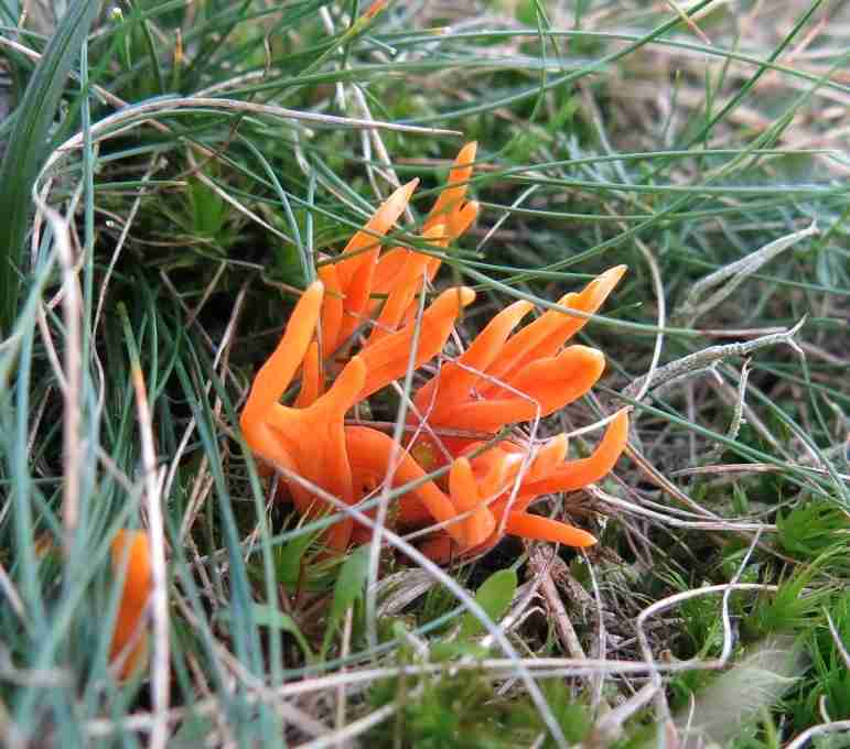 Apricot club (Clavulinopsis luteoalba)