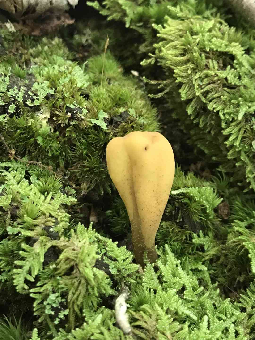 Yellow fan (Spathularia flavida) thumbnail 3