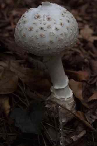 Coker's amanita (Amanita cokeri) thumbnail 1